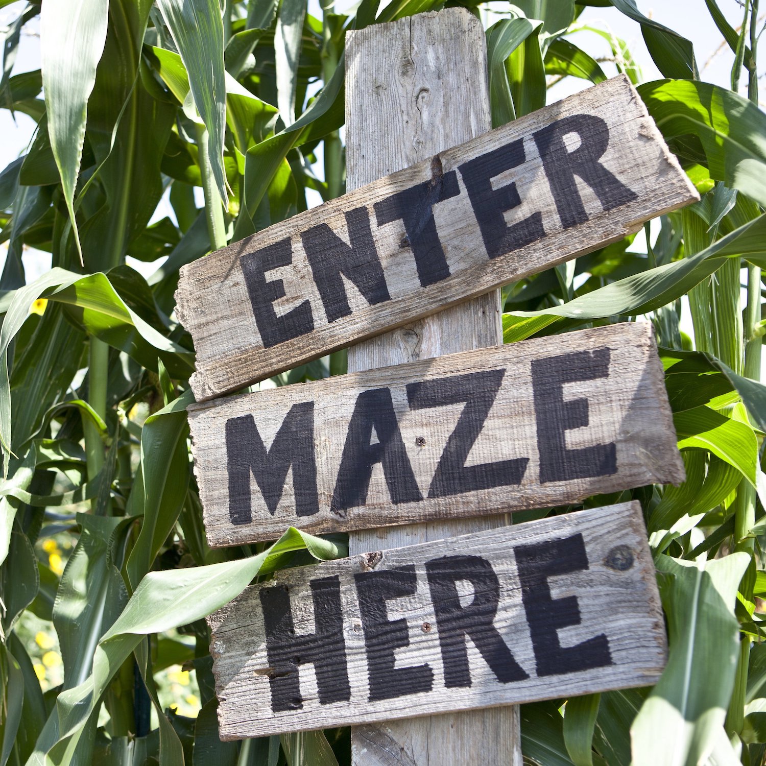 healthy halloween idea of going outside and visiting a corn maze